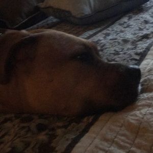 Meet your Posher, Molly